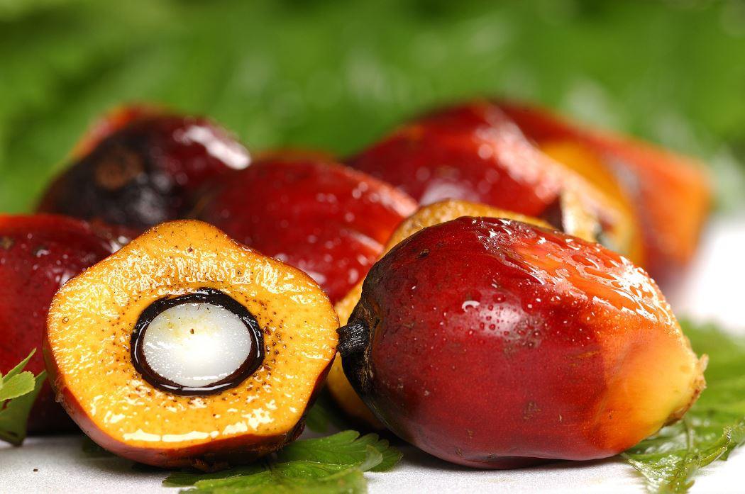 Zona Industri Kelapa Sawit